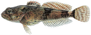 Fishes found in the North Fork - Sculpin