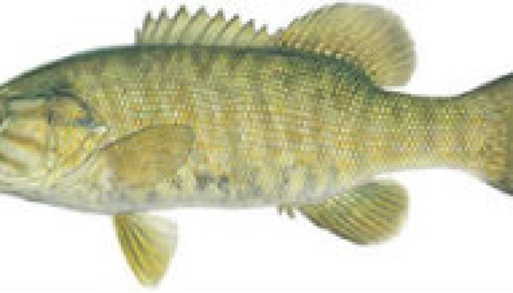 Fishes found in the North Fork - Smallmouth Bass featured