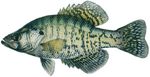 Fishes found in the North Fork - White Crappie