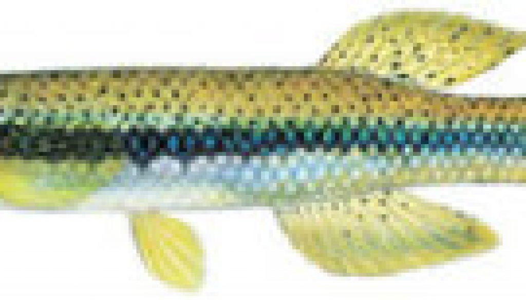 Fishes of the North Fork - Topwater Minnow featured