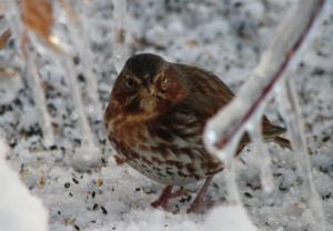 Fox Sparrow