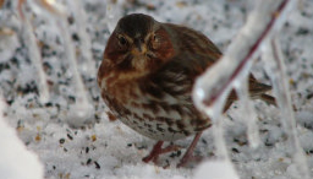 Fox Sparrow featured