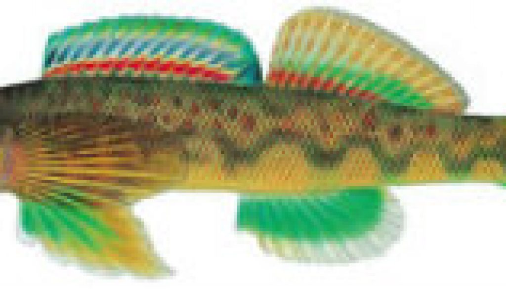 Golden Throat Darter featured