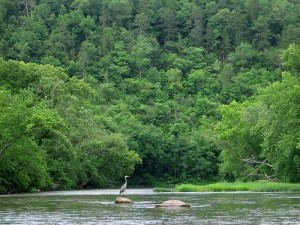 Great Blue Heron on water