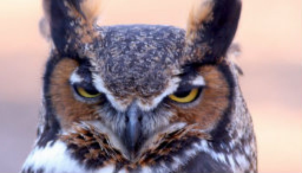 Great Horned Owl near dusk featured