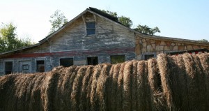 Hay, Hay, and more hay