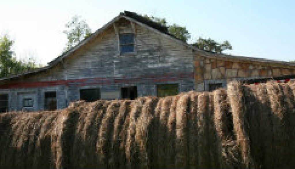 Hay, Hay, and more hay featured