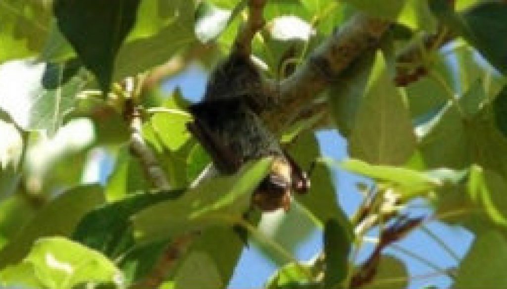 Hoary Bat featured