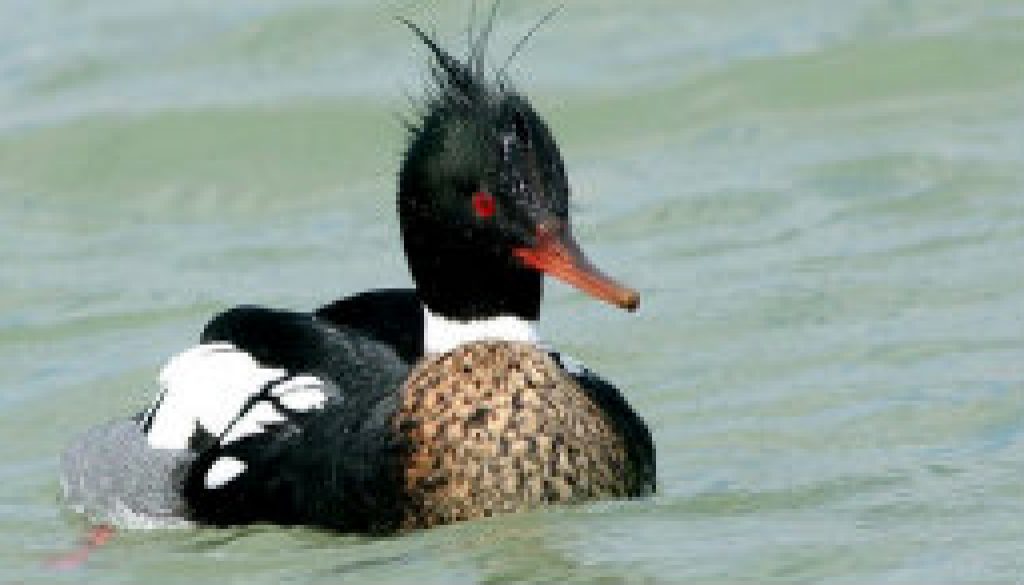 Hooded Merganser seen on Sunday featured