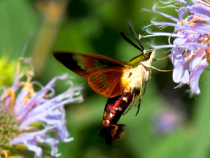 Hummingbird, NO; Moth, YES