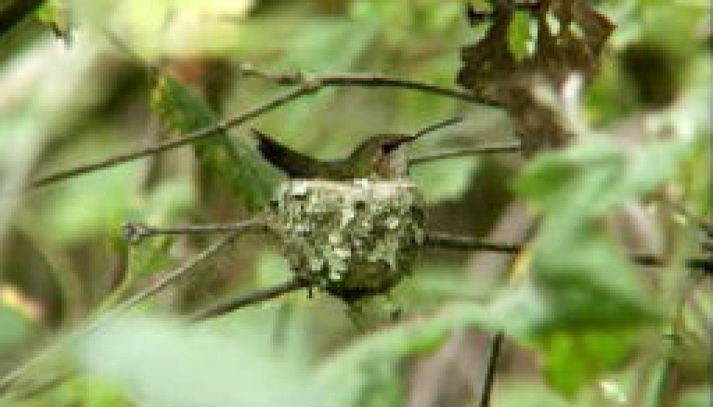 Hummingbird on nest featured