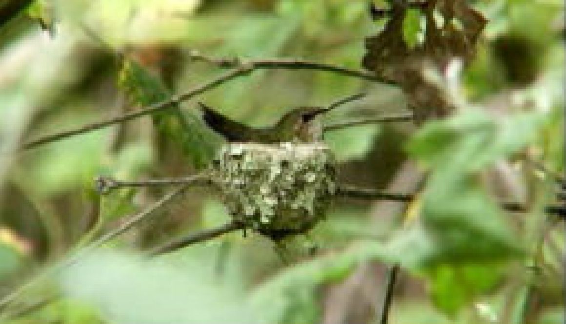Hummingbird on nest featured Hummingbird on nest featured