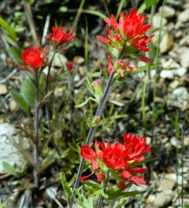 Indian paintbrush