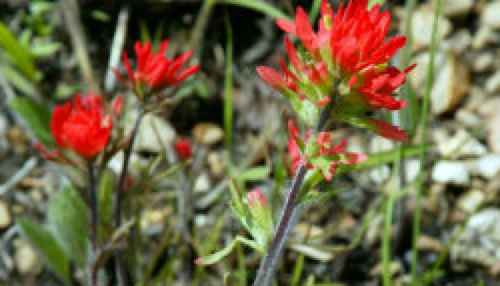 Indian paintbrush featured