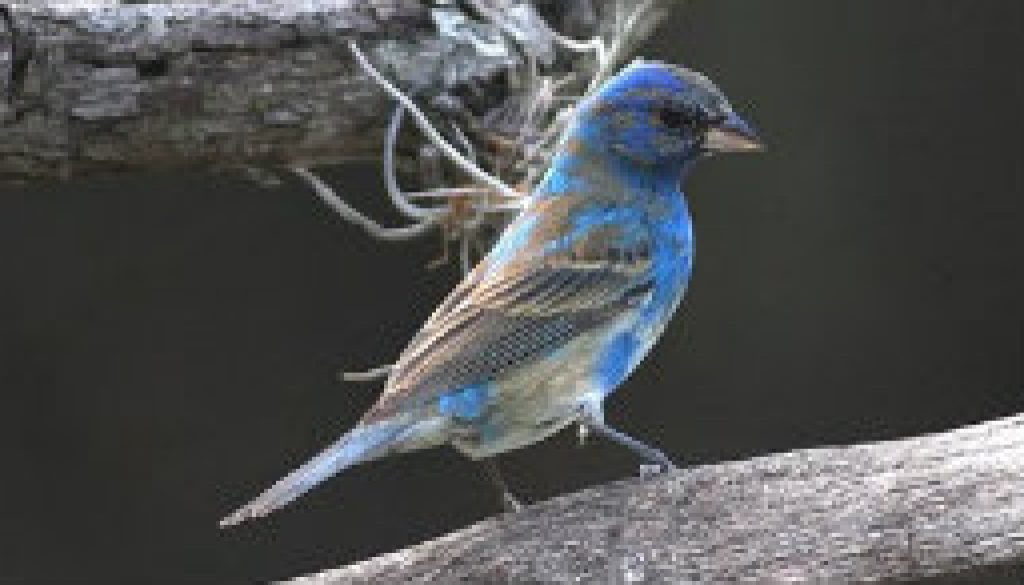Indigo-Buntings-arrival-molting-for-the-nesting-season-featured