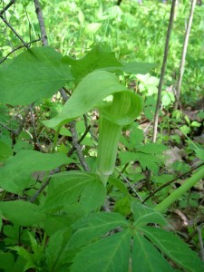 Jack in the Pulpit