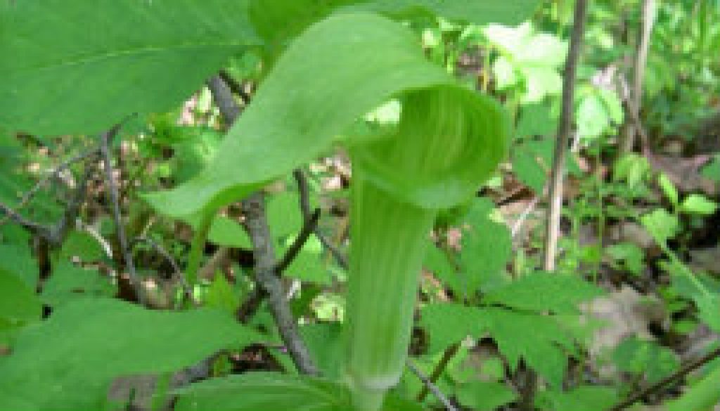 Jack in the Pulpit featured
