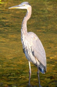 Juvenile Great Blue Heron sep 29 2008