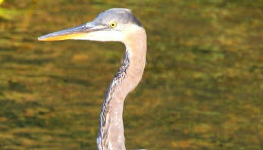 Juvenile Great Blue Heron sep 29 2008 featured