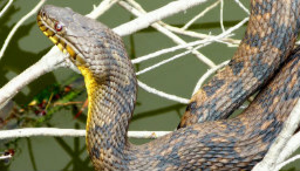 Large Diamondback Water Snake featured