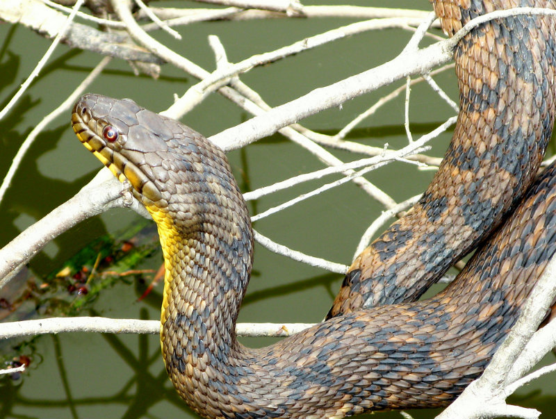 Large Diamondback Water Snake