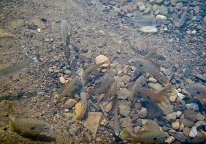 ongear Sunfish on Spawning Bed