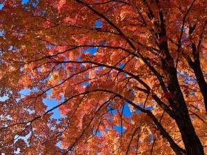 Looking up into a Sugar Maple - Caney Mountain