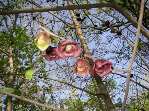 Looks to be a good year for Paw Paws