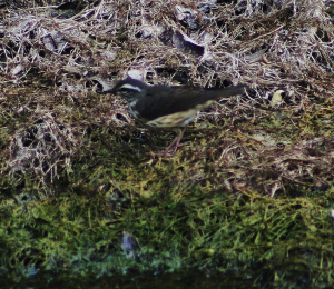 Louisiana Water Thrush (after high water)