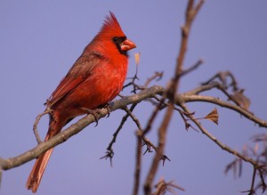 Male Northern Cardinal