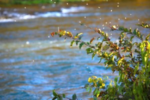 Mayfly hatch on Oct 22 2009 near the falls 5 PM