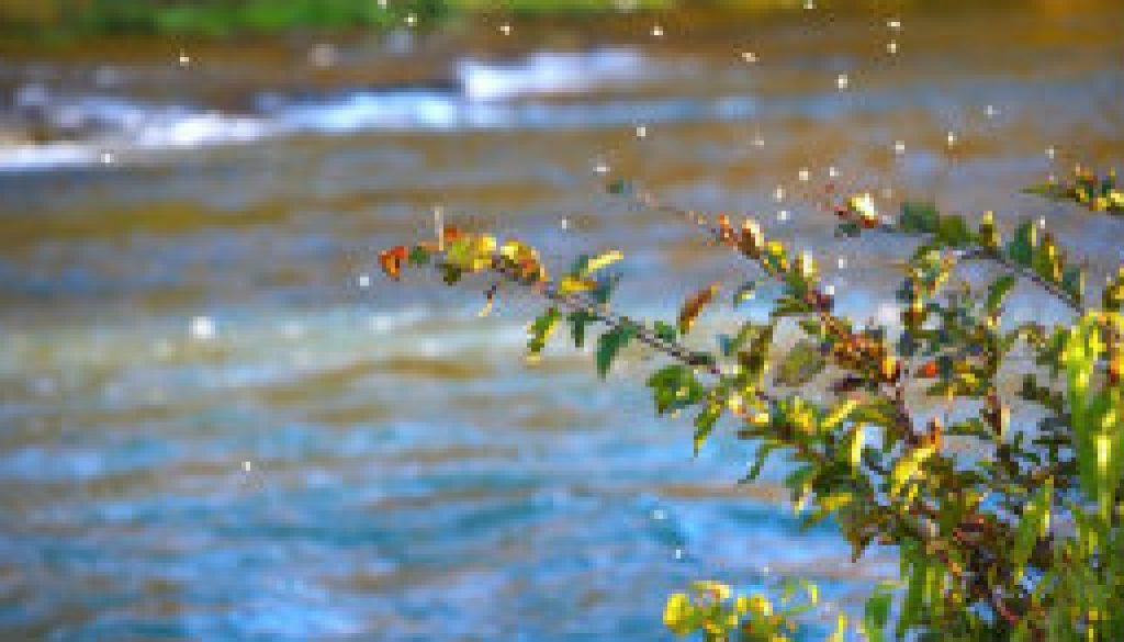 Mayfly hatch on Oct 22 2009 near the falls 5 PM featured