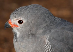 Mississippi Kite close up