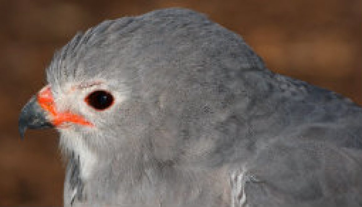 Mississippi Kite close up featured