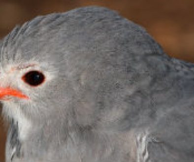 Mississippi Kite close up featured