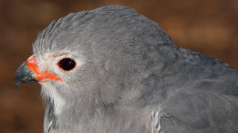 Mississippi Kite close up featured