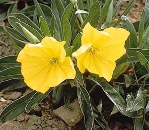 Missouri Primrose