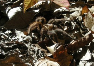 Missouri Tarantula visits ROLF