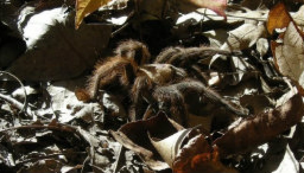 Missouri Tarantula visits ROLF
