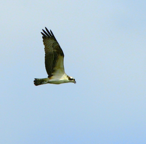 My experience with the Ospreys in 2008