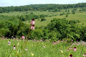 ear Caney Mountain Refuge in late May