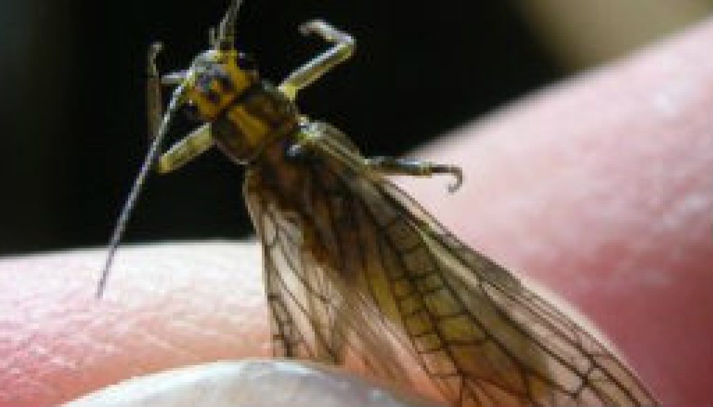 North Fork Stone Fly from below the Falls featured