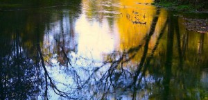 North Fork Sycamore Reflections sep 28