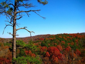 North Fork leaves in November 2008