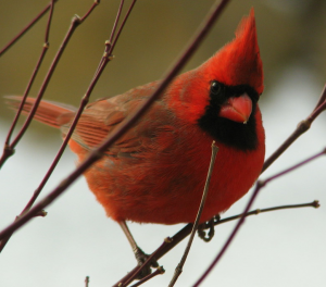 Northern Cardinal January 1, 2009