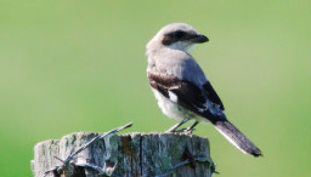 Northern Shrike on 181 near Dora this past May featured