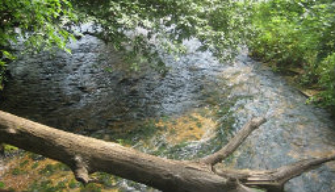 On Rainbow (north Branch) looking down at North Fork featured