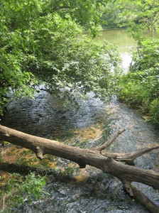 On Rainbow (north Branch) looking down at North Fork