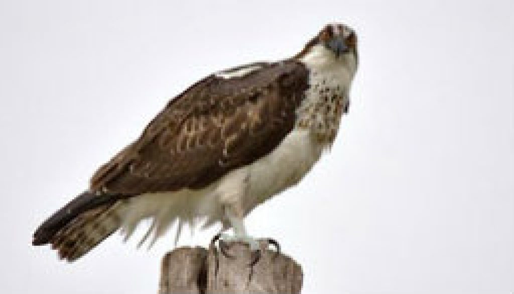 Osprey featured