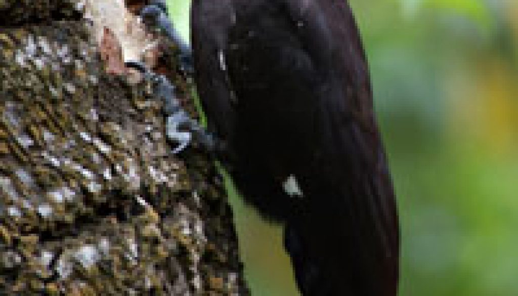 Pileated Woodpecker